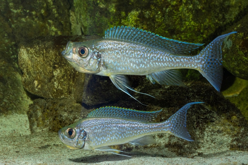 Haplotaxodon microlepis 'Cape Kabogo'